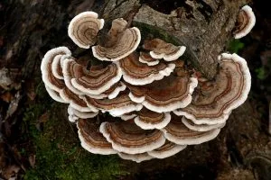  Turkey Tail